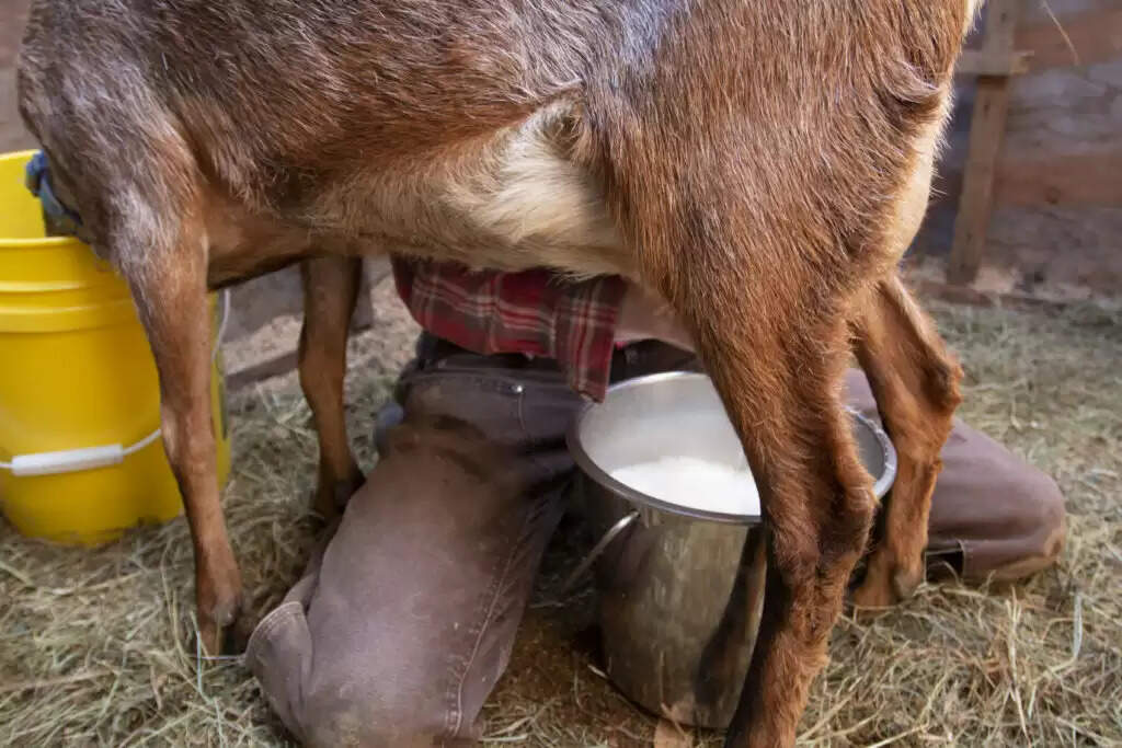 goat-milk