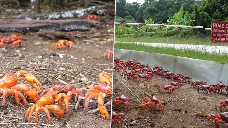 Red-crabs-in-christmas-island
