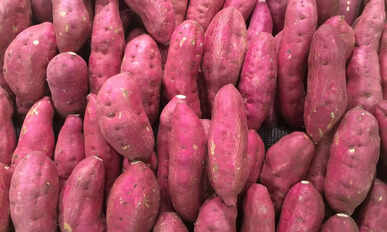 Sweet Potato