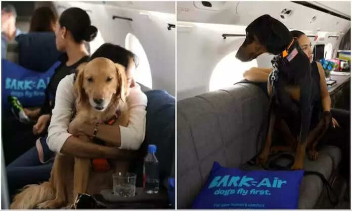 Bark Air