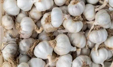 Garlic
