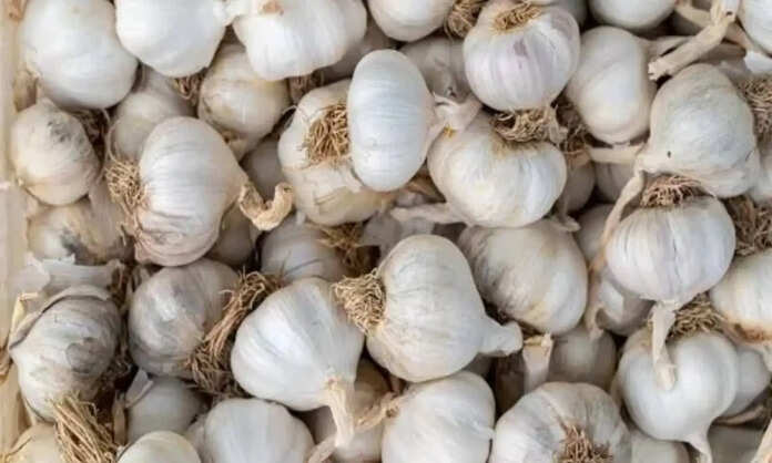 Garlic