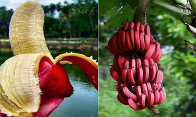 Red banana