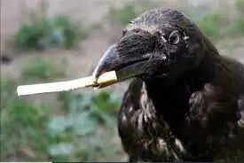 Swedish-firm-trains-crows-to-pick-up-cigarette-butts