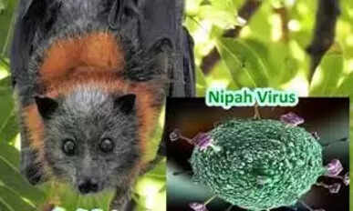 Nipah-Virus