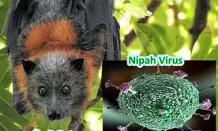 Nipah-Virus