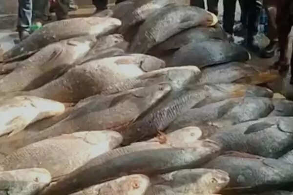 telia-bhola-fish-sales-upto-2-crores