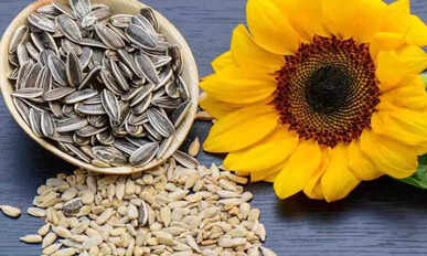 Sunflower seed