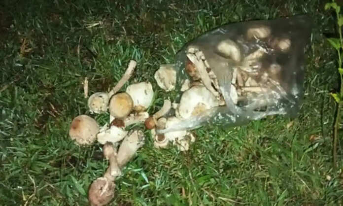 Mushroom