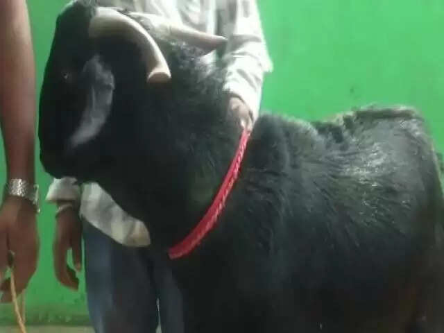 male-goat