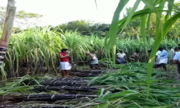 Sugar cane