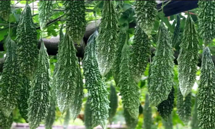 bitter gourd