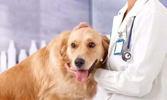 veterinary