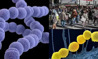 bacteria