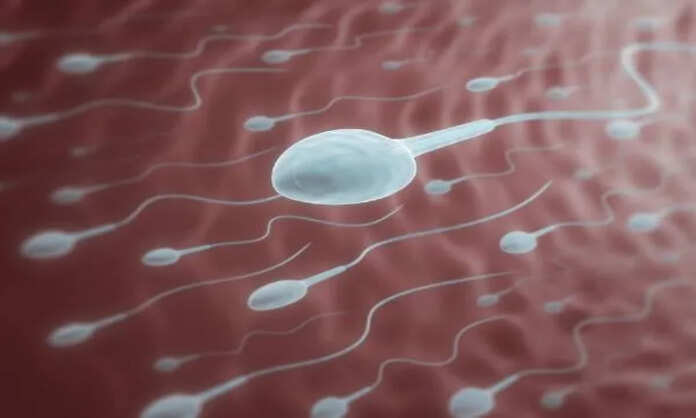 Sperm