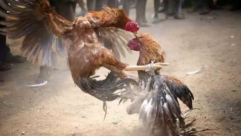 cock-fight