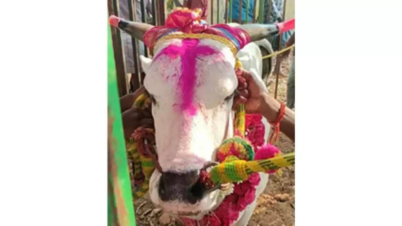 Jallikkattu-Instruction-to-fit-rubber-bottles-on-bull-horns
