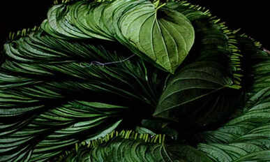 Betel Leaves