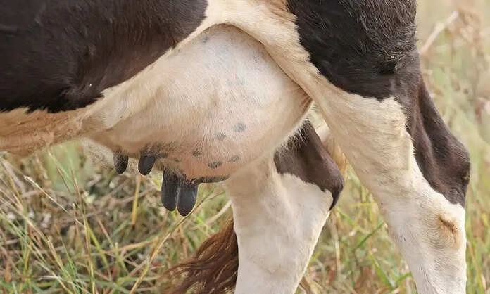 cow